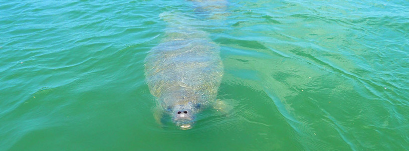 Protecting the Belize Barrier Reef Protecting the Belize Barrier Reef